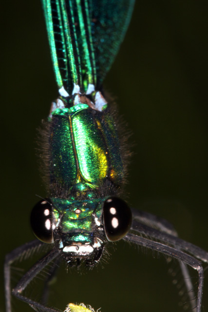 Calopteryx virgo - Copyright Denis Bourgeois